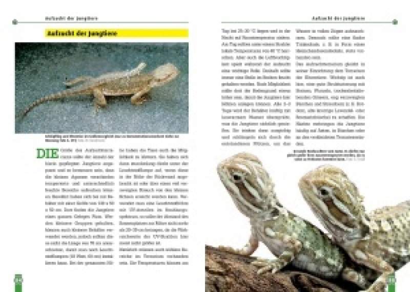 Preview: Die Zwergbartagame